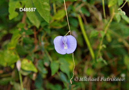 Coastal Butterfly-Pea (Centrosema virginianum)